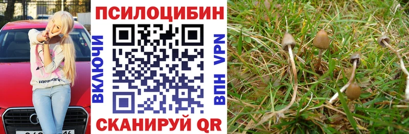 закладка  Николаевск  Галлюциногенные грибы прущие грибы 